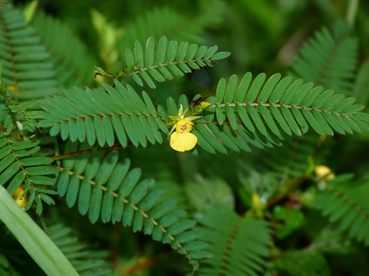 {Chamaecrista nictitans}